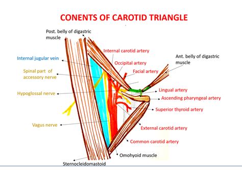 Anterior Triangle of Neck - Anatomy QA