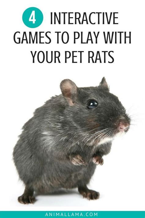 4 Interactive Games to Play With Your Rats | Animallama | Pet rat cages ...