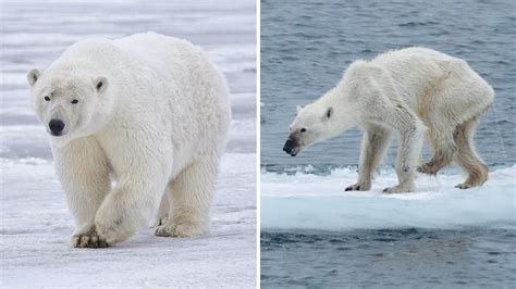 El reto #10yearchallenge del cambio climático, en fotos | Clima.com