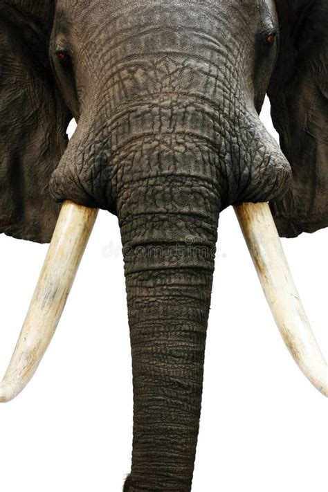 Elephant hunting trophy stock photo. Image of large - 107592362