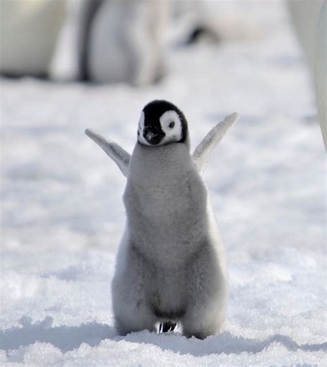 13 Itty Bitty Ocean Babies Being Adorably Itty Bitty | Baby penguins ...