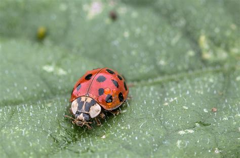 Ladybug Life Cycle: Eggs, Larvae, Pupae, Adult (With, 48% OFF