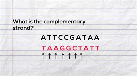 What Is The Mrna Sequence? The 5 Detailed Answer - Ecurrencythailand.com