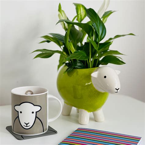 Perfect Plants For A Zen Like Bedroom - The Herdy Company