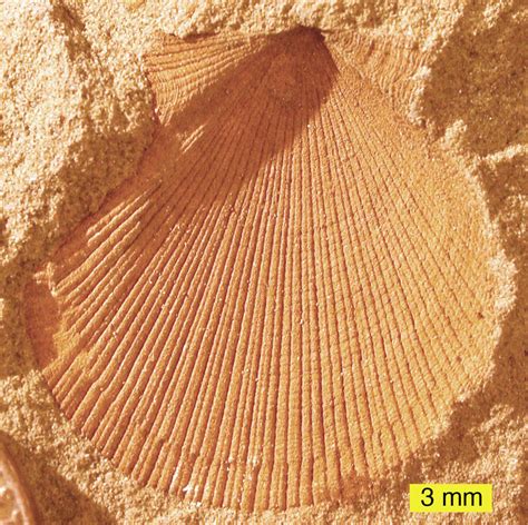 Taphonomy: The Science of Death and Decay – Historical Geology