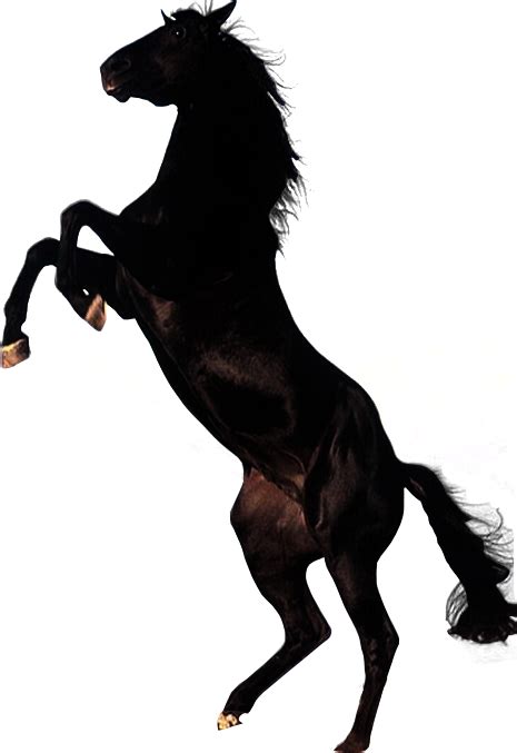 clipart brown horse png image, free download picture, transparent background