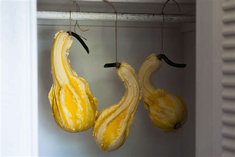 How to Harvest and Dry Ornamental Gourds