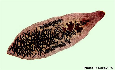 Dicrocoelium dendriticum (M. Lecomte, P. Leroy)