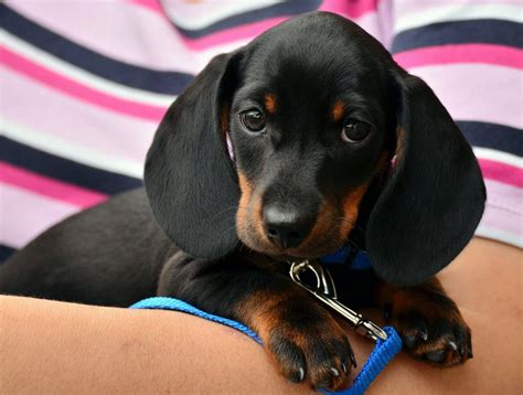 Dachshund Puppies | Dachshund Puppy Facts and How to Get a Puppy