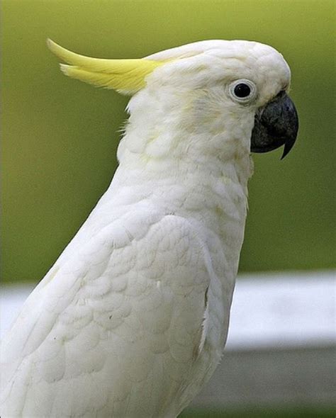 Sulphur-crested Cockatoo - The Australian Museum