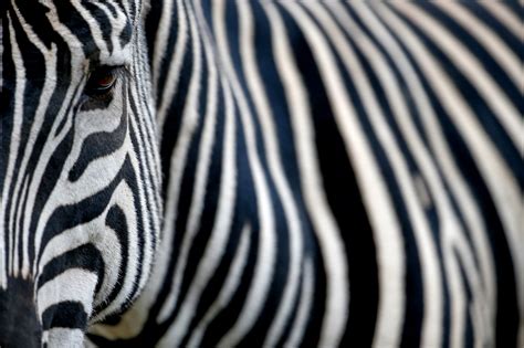 Why Does A Zebra Have Stripes? Unveiling Nature's Secrets - Vet Advises