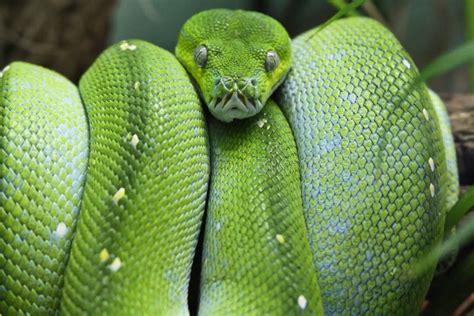 Green Tree Boa stock image. Image of eyes, watching, squeeze - 31512013