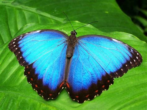 BLUE BUTTERFLY DREAM Meaning & Symbolism