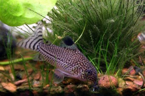 The 15 Best Types Of Freshwater Aquarium Catfish