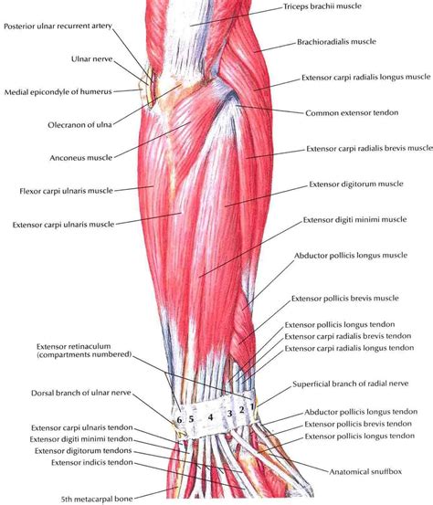 Forearm Muscles – Structure, Injuries, Veins & Exercise | Forearm muscles, Muscle diagram, Human ...