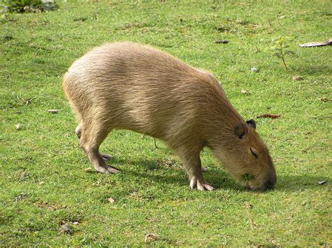 Capivara | Capybara, Animals, Zoo animals