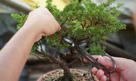 Pruning Bonsai: The Right Procedure For The Perfect Cut