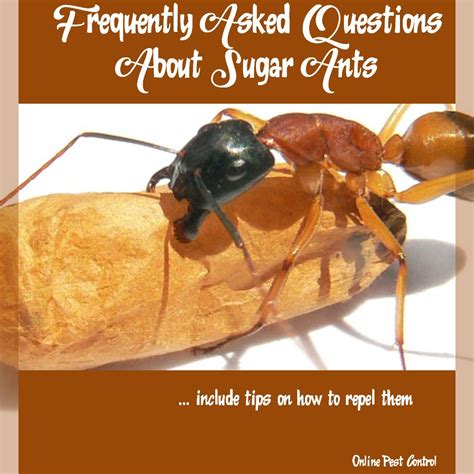 Frequently Asked Questions About Sugar Ants || Online Pest Control