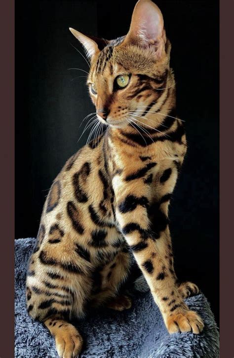 Beautiful Bengal kitten.. sometimes so closely bred the Leopard Cat that possession of them is ...