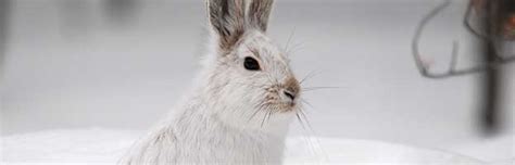 Snowshoe Hare