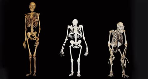 Human Evolution Skeletons