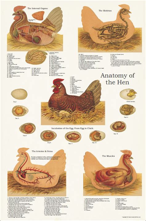 Chicken Anatomy Poster 24 x 36 - Clinical Charts and Supplies