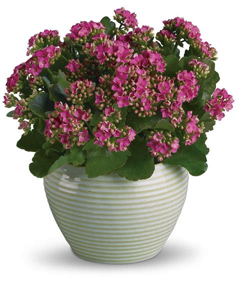 Plants Delivery Pueblo (CO) Same Day Delivery - Campbell's Flowers