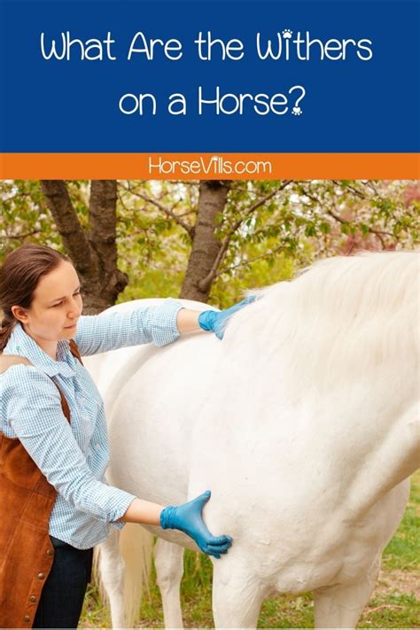 What Are the Withers on a Horse? (Equestrian Explained)