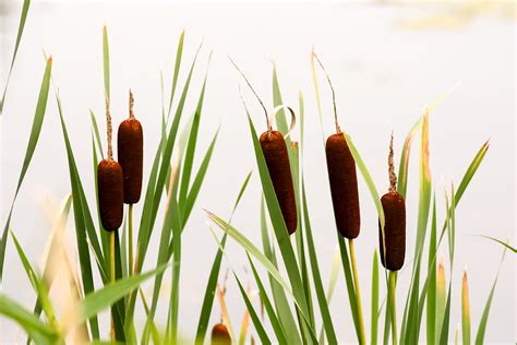 Cattails by the Pond Photograph by Cynthia Woods - Pixels