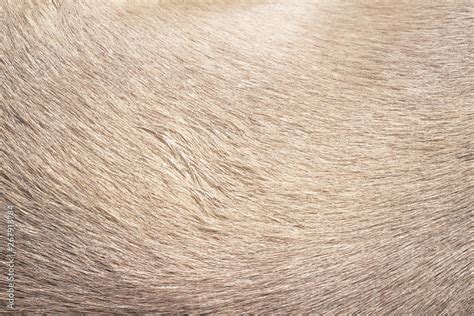 Brown dog fur patterns texture for background Stock Photo | Adobe Stock