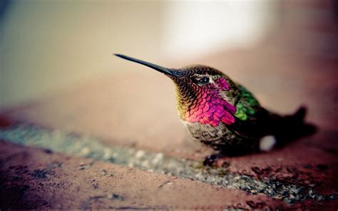 199 Hummingbird HD Wallpapers | Backgrounds - Wallpaper Abyss - Page 4