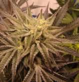 Purple Frostbyte (von Hammerhead) :: Cannabis Sorten Infos