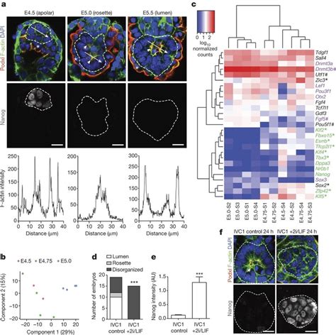 Epiblast gene expression at peri-implantation a, Immunostaining of ...