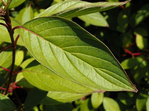 Cornus alba (Red-Barked Dogwood, Siberian Dogwood, Tatarian Dogwood ...