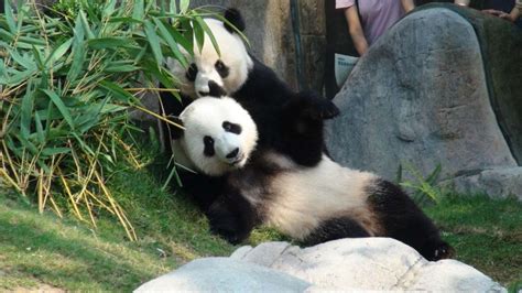 Ocean Park’s pandas get some privacy for mating season