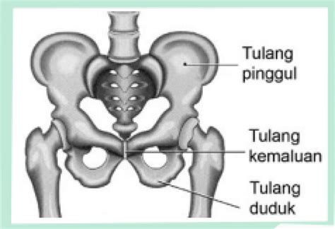 Rangka Aksial dan Rangka Apendikular (Rangkuman Materi Sistem Gerak Part-3)