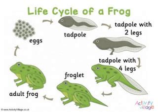 Life Cycle of a Frog