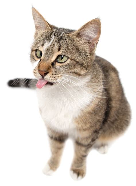 Cat Showing Tongue on White Background Stock Image - Image of animal, kitty: 100101235