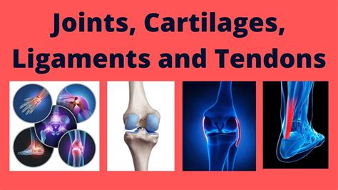 Tendons And Ligaments And Cartilage