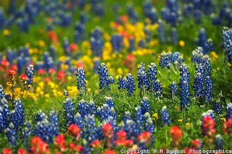 Texas Hill Country Flowers | Texas hill country, Hill country, Texas hills