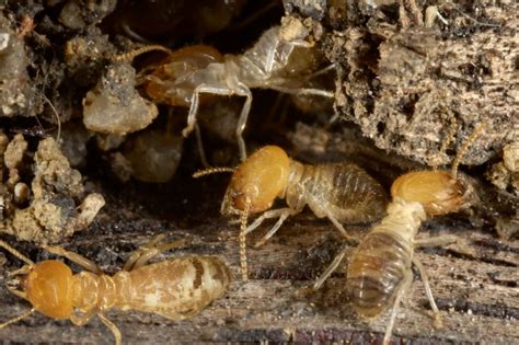 What Do Baby Termites Look Like? - A1 Exterminators