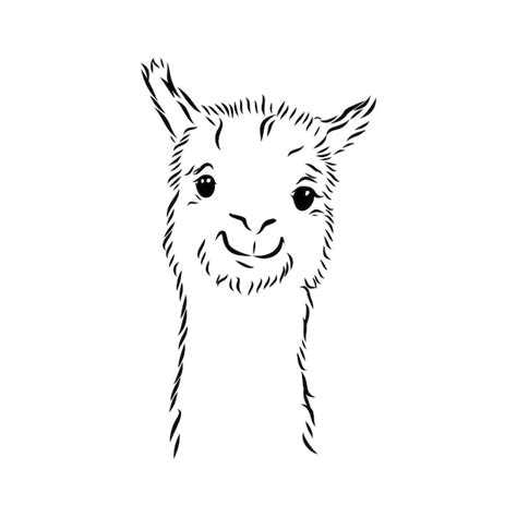 Premium Vector | Vector lama head illustration. Llama or alpaca hand ...