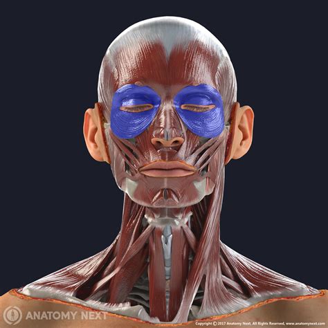 Orbicularis oculi | Encyclopedia | Anatomy.app | Learn anatomy | 3D ...