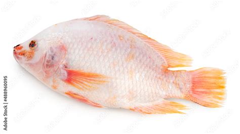 White Nile tilapia fish isolated on white background, Red Tilapia Fish ...