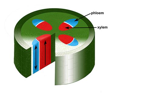 Food and amino acids are carried up through phloem tubes