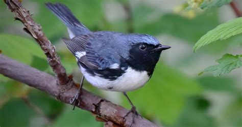 Black-throated Blue Warbler Overview, All About Birds, Cornell Lab of ...