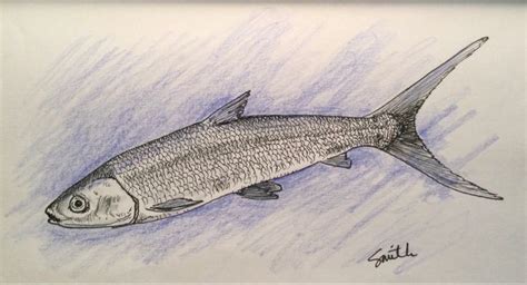 Milkfish or Bangus | Fish sketch, National symbols, Wildlife art