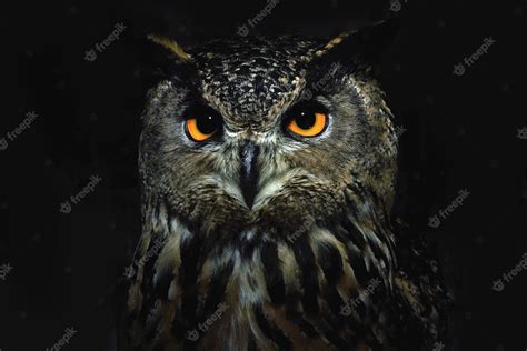 Premium Photo | Owl eyes close up at night Bird of prey portrait Wild animal