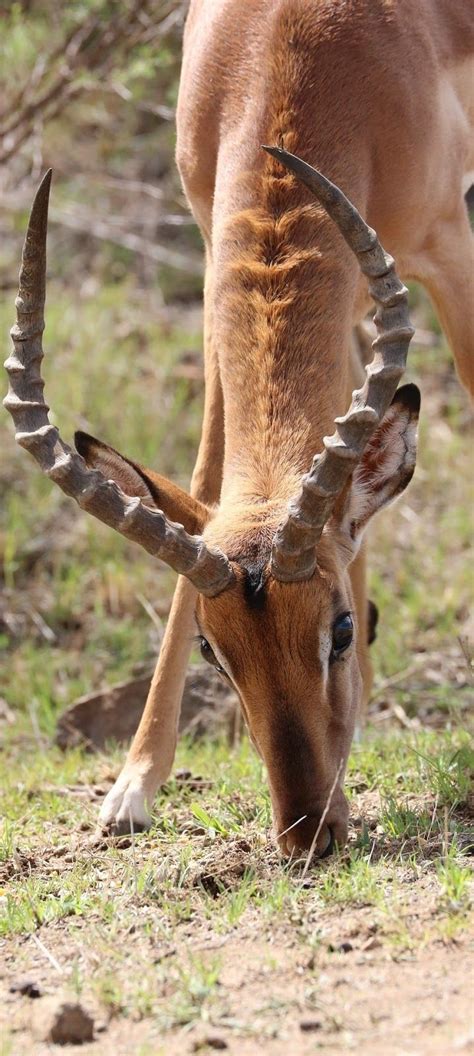 About Wild Animals: An impala eating grass | Animals wild, Animals ...