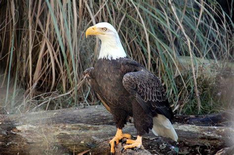 Birds of Glacier National Park (Part 2) – Smoky Bear Ranch